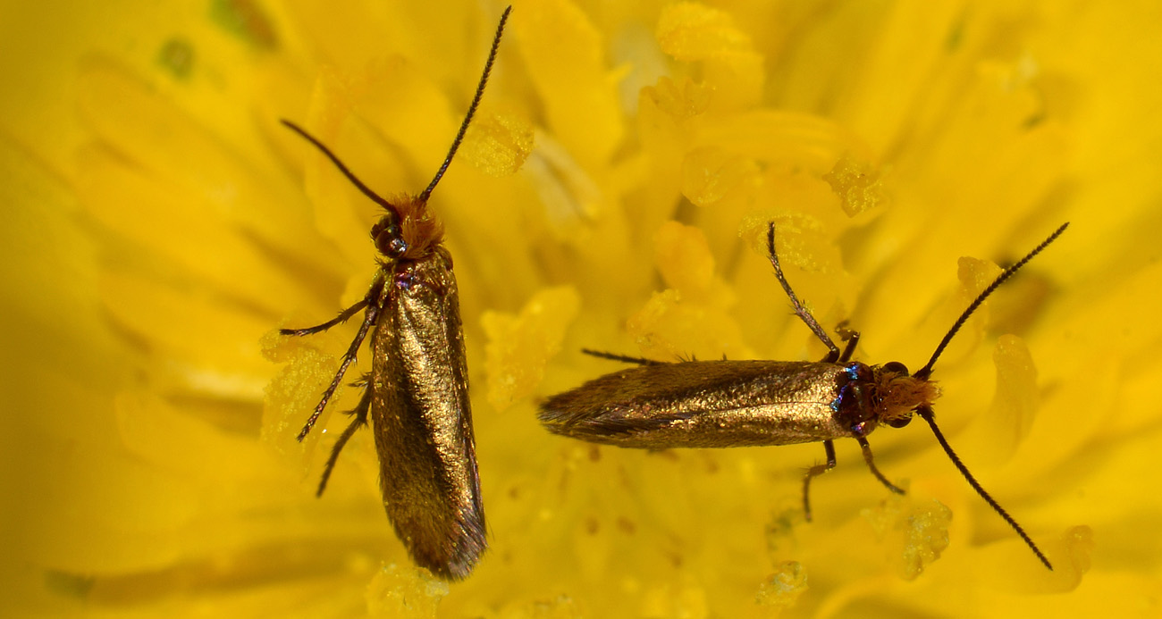 Micropterix sp? S: Micropterix garganoensis (cfr.)  - Micropterigidae